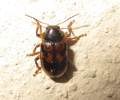 Microeurydemus africanus