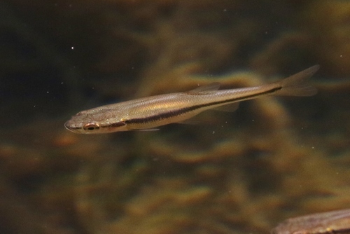 Creek chub (Semotilus atromaculatus) — Cyprinidae — 5