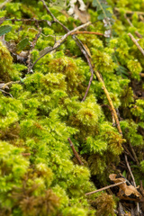 Hypnodendron arcuatum