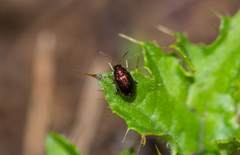 Crepidodera fulvicornis