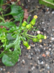 Senecio vulgaris