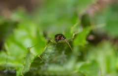 Crepidodera fulvicornis