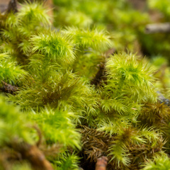 Hypnodendron arcuatum