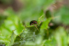 Crepidodera fulvicornis