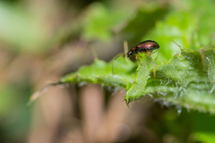 Crepidodera fulvicornis