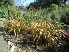 Phormium cookianum