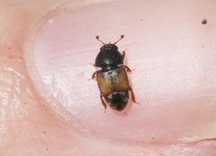 Nitops pallipennis
