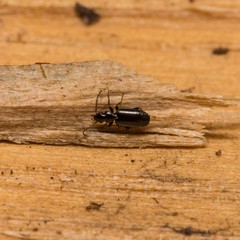 Microlestes
