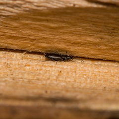 Microlestes