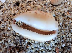 Notocypraea angustata