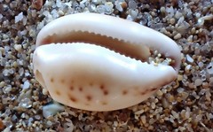 Notocypraea angustata