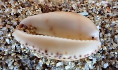 Notocypraea angustata