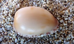 Notocypraea angustata