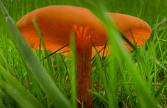 Hygrocybe