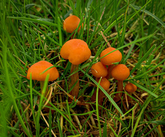 Hygrocybe