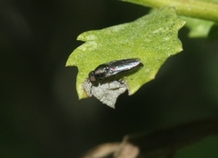 Scenopinidae