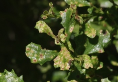 Aceria baccharipha