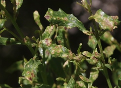 Aceria baccharipha
