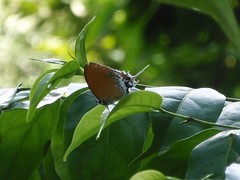 Eooxylides tharis distanti