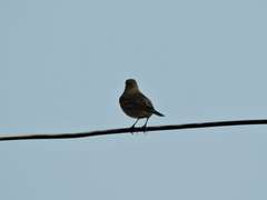 Anthus hodgsoni