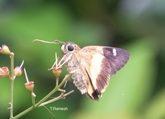 Hasora schoenherr chuza