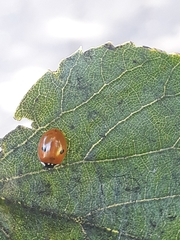 Adalia bipunctata