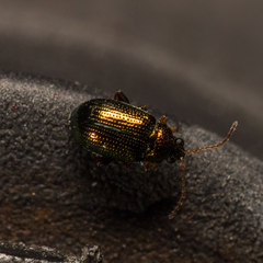 Crepidodera fulvicornis