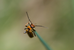 Cantharis figurata