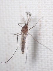 Culex pipiens