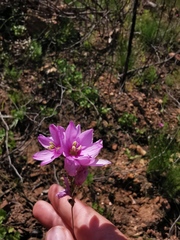 Ixia flexuosa