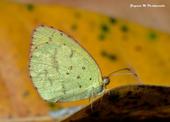 Eurema brigitta rubella