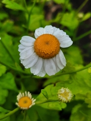 Tanacetum parthenium