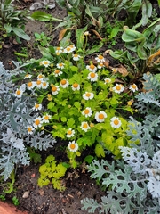 Tanacetum parthenium