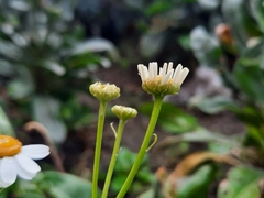 Tanacetum parthenium