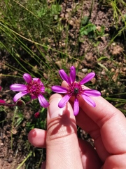 Senecio cymbalarifolius