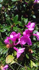 Rhododendron myrtifolium