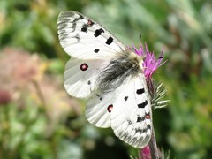 Parnassius phoebus