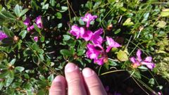 Rhododendron myrtifolium