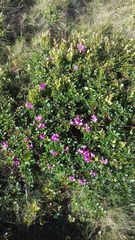 Rhododendron myrtifolium