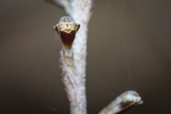 Pachyplectron aphyllum