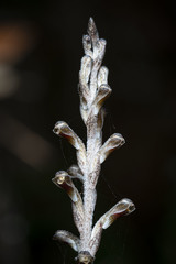 Pachyplectron aphyllum