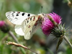 Parnassius phoebus