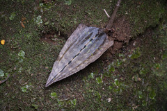 Pachyplectron aphyllum