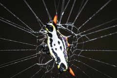 Gasteracantha westringi