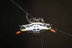 Gasteracantha westringi