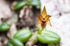 Porpax karikouyensis