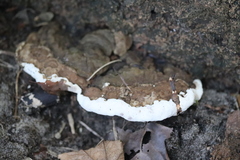 Ganoderma adspersum