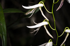 Dendrobium fractiflexum
