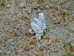 Phyllodesmium pecten