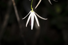 Dendrobium fractiflexum